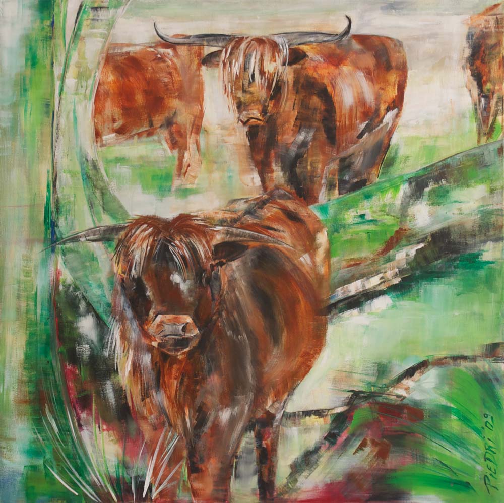 Piet-Driessen-Schotse-hooglanders